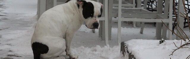 I sutra sneg i minus u Novom Sadu