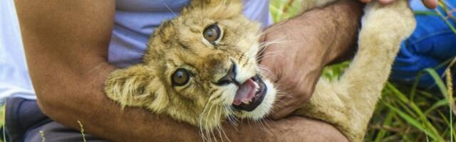 OTKAZUJU JOJ JETRA, BUBREZI, POLOMILA JE SEBI BUTNU KOST! Lavica iz Subotice još kritično: Sve ukazuje na to da organi neće da se oporave....