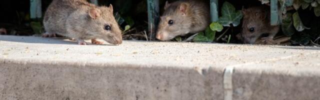 Najezda pacova i golubova