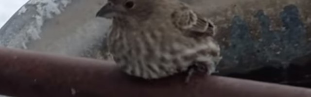 Vozi čovek motor i slučajno naleti na vrapca u letu...