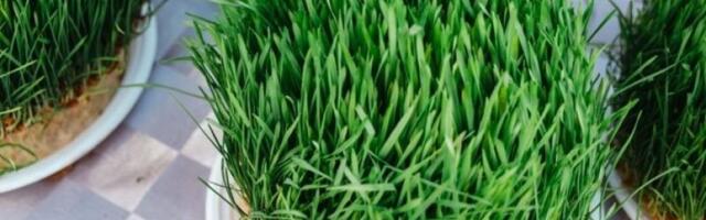 Novac će pljuštati kao kiša: Ako pojedete ovu biljku na Badnji dan, bogatstvo vas neće zaobići tokom godine