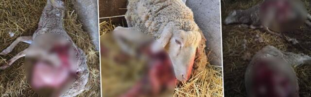 Krvavi pohod šakala! Pred jagnjenje domaćinu zaklali 12 ovaca (UZNEMIRUJUĆI FOTO)