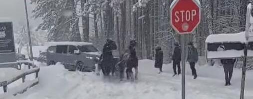 DRAMATIČNE SCENE SPASAVANJA NA TARI I ZLATIBORU! Ništa bez srpskog domaćina! Gorštak sa dva upregnuta vranca izvlači automobile zaglavljene u snegu (VIDEO)