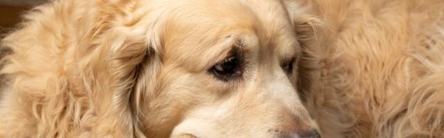 Visok pritisak kod pasa nekada nema simptome, ali se vidi po očima