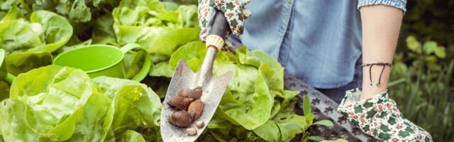 Puževi vam uništavaju baštu? Rešite ih se preko noći uz pomoć jednog sastojka iz frižidera