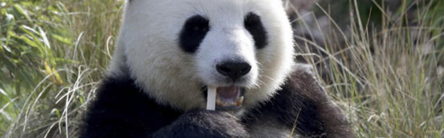 TUGA U CELOJ ZEMLJI, UGINULA POSLEDNJA PANDA U TAJLANDU: Građani oplakuju smrt Lin Đui, Kina pokrenula istragu