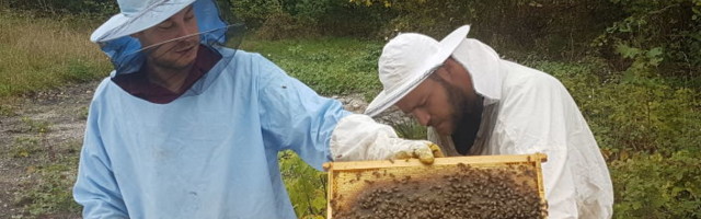 Милион пчела у срцу Београда: Браћа донела „урбано пчеларство“ на Дорћол /фото/