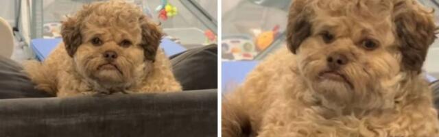 Urnebesni pas Maks pokorio TikTok: Izgleda kao moj kolega