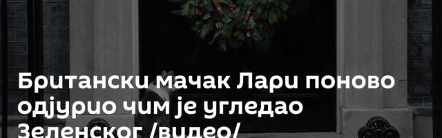 Британски мачак Лари поново одјурио чим је угледао Зеленског /видео/