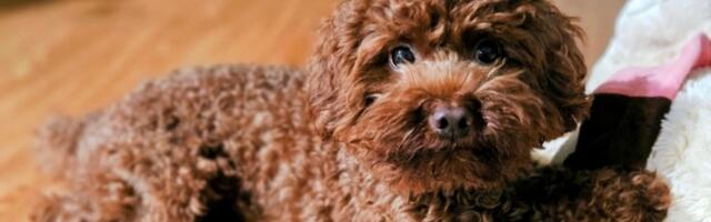 Veterinar otkriva 5 rasa pasa koji se najviše ponašaju kao ljudi: Savršeno vas razumeju