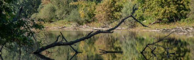 Šumski gorostasi se vratili na sever Srbije posle 60 godina! Ima ih više od 100, dolaze i do naselja