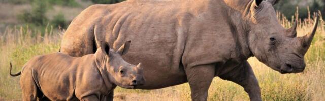 VIDEO: Nosorozi ponovo naseljeni u zaštićeno područje u Ugandi u kom su bili istrebljeni