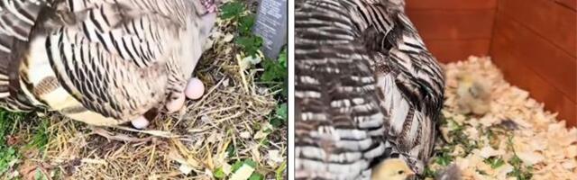 Vlasnica pronašla način da usreći ćurku: Dirljivi video koji mami suze, ostvaren jedan san o majčinstvu