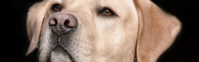 NEVEROVATNO! On ima svoj bend (Video)