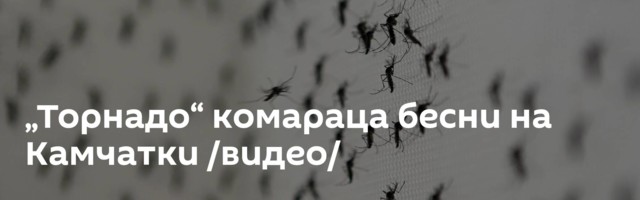 „Торнадо“ комараца бесни на Камчатки /видео/