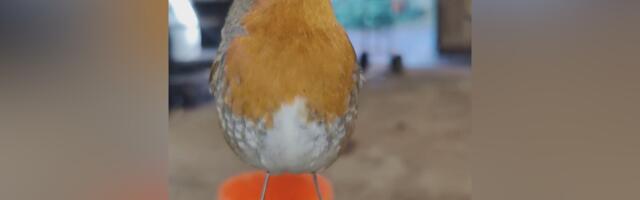 Moj prijatelj Henri crvendać: Kako je ptičica postala svetski popularna