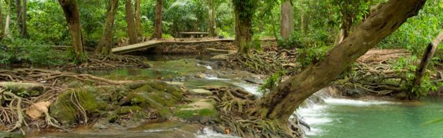 Zamke s kamerama postavljene u močvarne šume: Snimile su stvorenje koje nije viđeno 3 decenije