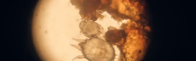 Škole i vrtići pod pretnjom: Nakon Umke, šuga se širi i u Grockoj