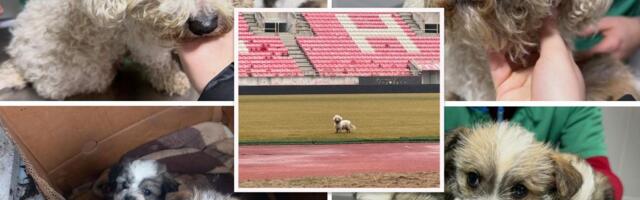 Jeziva priča iz Zaječarskog okruga: Bišonka Maša izbačena iz doma jer se "pogrešno" oštenila