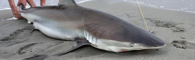 Dok u svetu od ajkula strada tek desetak ljudi godišnje, mi u istom roku ubijemo 100 miliona ovih životinja