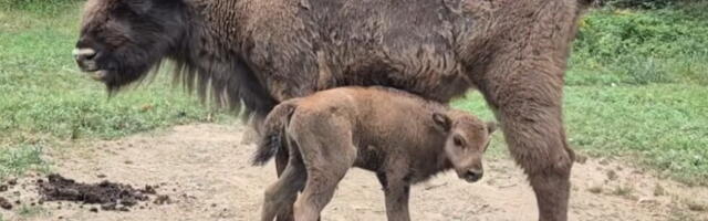 PRINOVA NA FRUŠKOJ GORI: Krdo bizona dobilo novog člana! (FOTO)