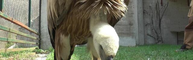 Bjeloglavi sup iz Sandžaka upucan u Siriji: Nakon skoro 2.000 kilometara leta stigao ga metak