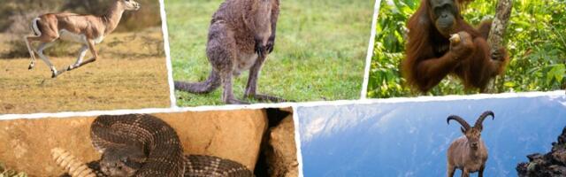 Koja divlja životinja "predstavlja" vaš znak?