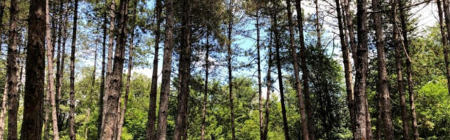 ŠUMSKA KRAĐA! Uleteo u državnu šumu pa isekao preko deset kubika - DOBIO KRIVIČNU PRIJAVU!