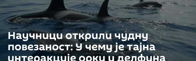 Научници открили чудну повезаност: У чему је тајна интеракције орки и делфина