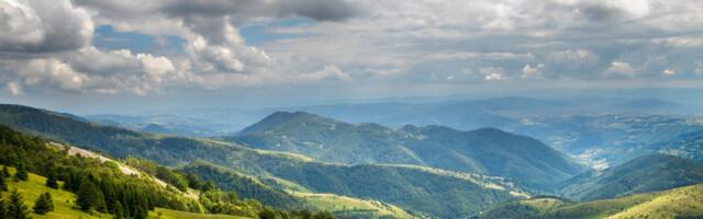 Istrčale na put, pa nestale u šumi! Neverovatan snimak sa Golije koji ostavlja bez daha: Ne mare za kamere