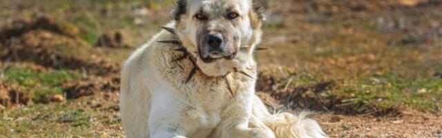 Najjači pas na svetu: Medvedi protiv njega nemaju šanse - sultan Murat ga je držao za čuvara