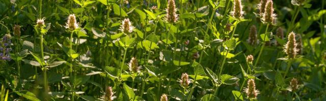 PRED ĐURĐEVDAN OBAVEZNO UNESITE OVU BILJKU U DOM: Veruje se da TERA MALER I ŠTITI OD BOLESTI I NESREĆE!