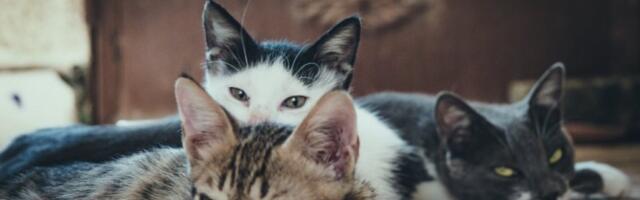 MAČKE ĆE VAM DATI ZNAK: Ovako ćete prepoznati da li ima negativne energije u vašem domu!