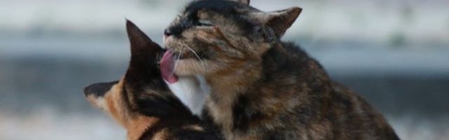 ROMANTIČNA VEČERA! Uživanje na nivou! (Video)