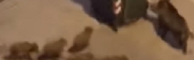 Majka se zaletela na kontejner, prasići za njom (VIDEO)