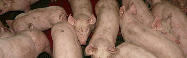 Ministarka savetuje kako protiv afričke kuge: Počnite svinjokolj ranije