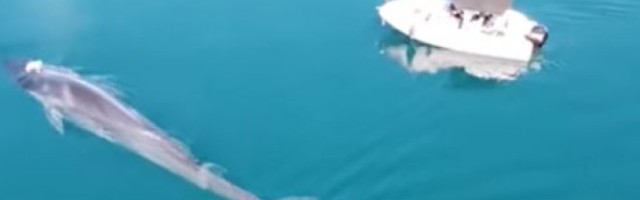 MORSKA NEMAN U JADRANU! Šokantno otkriće, neviđen susret grdosije i broda (VIDEO)