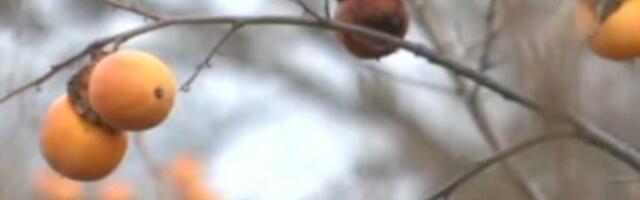 Ovo voće se jede na kašiku, plodovi u Srbiji rastu kao iz vode: Podnosi temperaturu do minus 15 stepeni