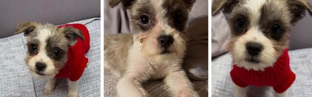 Poslušan mešanac ši cua trpeo zlostavljanje i buve, sad sanja da podeli topli dom sa drugim ljubimcima