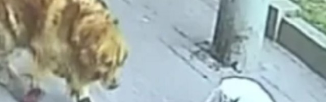 Mačka "pala s neba", onesvestila muškarca i poslala ga u bolnicu! (VIDEO)