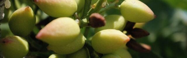 Ova biljka u Srbiji vredi 2.000 dinara po kg: Zovu je "zeleno zlato"