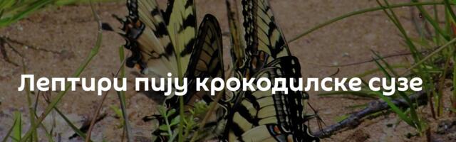 Лептири пију крокодилске сузе