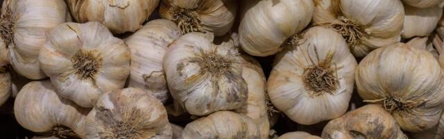 Zašto beli luk istrune tako brzo? 3 faktora najčešće utiču na kvarenje, ovu su greške koje skraćuju rok trajanja