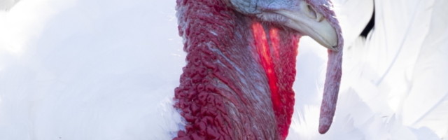 Tri Letonca uhapšena zbog krađe ćurke koju su napili!