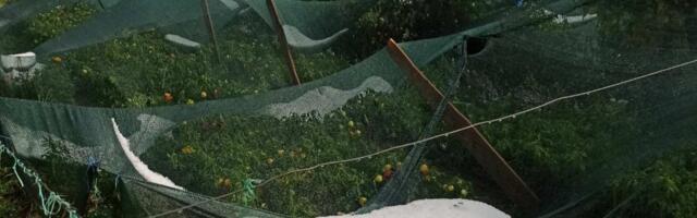 Jučerašnje nevreme oštetilo useve u opštini Prijepolje
