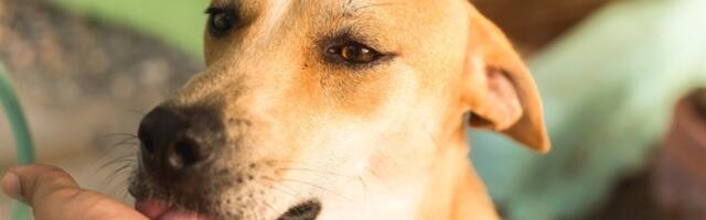 Pas vam stalno liže ruke? Stručnjaci otkrili 7 mogućih razloga koji se kriju iza toga