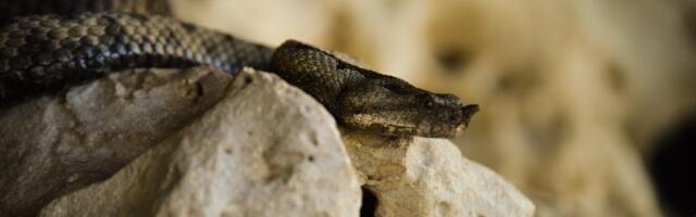 ZMIJE najviše MRZE miris OVE biljke: Postavite je u dvorište i više vam NEĆE PRILAZITI