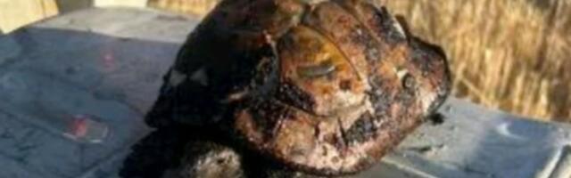 PREDIVNO! POGLEDAJTE KORNJAČU KOJU SU SPASLI VATROGASCI Bila je opkoljena vatrom u Aleksincu (FOTO)