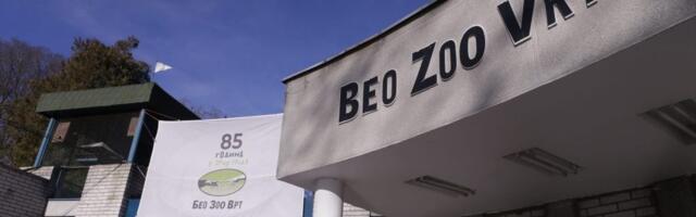 Tri medvedice stigle u Beo zoo-vrt: Svi pozvani da kumuju i pošalju predloge za njihova imena