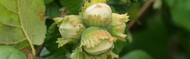 NEOLITSKA NUTELA! Naučnici iz lešnika otkrili kako su ljudi živeli pre 10.000 godina